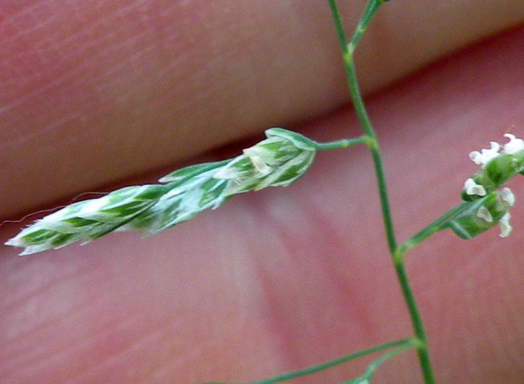 Pu� essere... Poa annua?